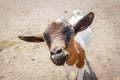 Close up portrait of a funny goat Royalty Free Stock Photo