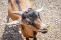 Close up portrait of a funny goat Royalty Free Stock Photo