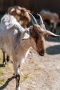 Close up portrait of a funny goat Royalty Free Stock Photo