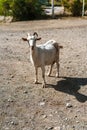 Close up portrait of a funny goat Royalty Free Stock Photo