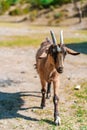 Close up portrait of a funny goat Royalty Free Stock Photo