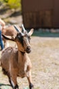 Close up portrait of a funny goat Royalty Free Stock Photo