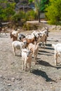 Close up portrait of a funny goat Royalty Free Stock Photo