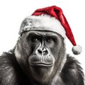 Close-up portrait of funny gorilla in red Santa Claus hat isolated on white background.