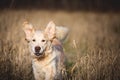 Close-up Portrait of funny dog breed golden retriever running in the rye field in autumn Royalty Free Stock Photo