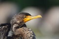 Juvenile Double Crested Cormorant bird Royalty Free Stock Photo