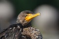 Juvenile Double Crested Cormorant bird Royalty Free Stock Photo