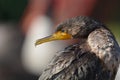 Juvenile Double Crested Cormorant bird Royalty Free Stock Photo