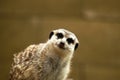 Close-up portrait of a funny meerkat suricata - curious meerkat