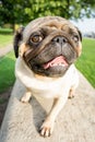 A close-up portrait of a funny pug dog who looks in amazement with his tongue hanging out against the background of the summer par