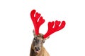 Close up portrait of Funny Red deer with huge horns in Christmas Reindeer Antlers Headband isolated on white background Royalty Free Stock Photo