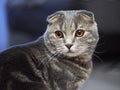 Close up portrait of funny serious scottish fold cat with bright yellow eyes with blurred dark blue background Royalty Free Stock Photo