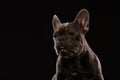 Close-up Portrait of Funny Smiled French Bulldog Dog and Curiously Looking, Front view Royalty Free Stock Photo