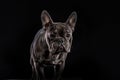 Close-up Portrait of Funny Smiled French Bulldog Dog and Curiously Looking, Front view Royalty Free Stock Photo