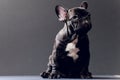 Close-up Portrait of Funny Smiled French Bulldog Dog and Curiously Looking, Front view, Isolated on black background. Royalty Free Stock Photo