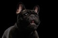 Close-up Portrait of Funny Smiled French Bulldog Dog, Curiously Looking Royalty Free Stock Photo