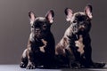 Close-up Portrait of Funny Smiled French Bulldog Dog and Curiously Looking, Front view, Isolated on black background. Royalty Free Stock Photo