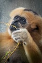 close-up portrait of a furry female gibbon monkey chewing on a branch