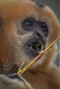 close-up portrait of a furry female gibbon monkey with mouth open