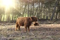 Close up portrait of furry Scottish Highland Cattle calf in cold weather - winter time. Beautiful Highland Cattle standing on Royalty Free Stock Photo