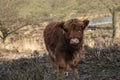 Close up portrait of furry Scottish Highland Cattle calf in cold weather - winter time. Beautiful Highland Cattle standing on Royalty Free Stock Photo