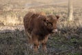 Close up portrait of furry Scottish Highland Cattle calf in cold weather - winter time. Beautiful Highland Cattle standing on Royalty Free Stock Photo