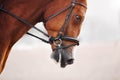 Close up portrait of a galloping horse with a black leather bridle on its muzzle on a day. Equestrian sport