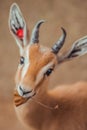 Close up portrait of gazelle looking at camera eating Royalty Free Stock Photo