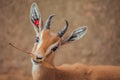 Close up portrait of gazelle looking at camera eating Royalty Free Stock Photo