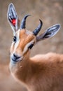 Close up portrait of gazelle looking at camera eating Royalty Free Stock Photo