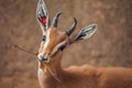 Close up portrait of gazelle looking at camera eating Royalty Free Stock Photo