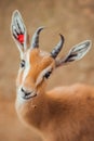 Close up portrait of gazelle looking at camera eating Royalty Free Stock Photo