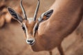 Close up portrait of gazelle looking at camera Royalty Free Stock Photo