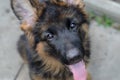 Close Up Portrait of German Shepherd Puppy. Cute Fluffy Little Pet Royalty Free Stock Photo