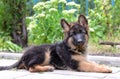 Close Up Portrait of German Shepherd Puppy. Cute Fluffy Little Pet Royalty Free Stock Photo