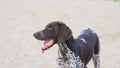 German Shorthaired Pointer