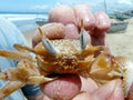 Close-up portrait of ghost horn-eyed crab in Ecuador Royalty Free Stock Photo