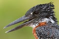 Close up portrait of a Giant Kingfisher