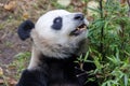 Close up portrait of a Giant panda Royalty Free Stock Photo