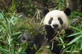 Giant panda eating bamboo leaves