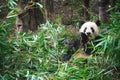 Giant panda eating bamboo leaves Royalty Free Stock Photo