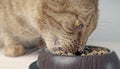 Close-up portrait of a ginger cat eating from a food bowl. Royalty Free Stock Photo