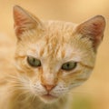 Close-up portrait of a ginger cat with green eyes Royalty Free Stock Photo