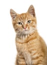 Close-up portrait on a ginger cat, white background