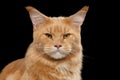 Close-up Portrait Ginger Maine Coon Cat Isolated on Black Background Royalty Free Stock Photo