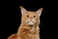 Close-up Portrait Ginger Maine Coon Cat Isolated on Black Background Royalty Free Stock Photo