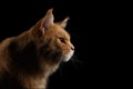 Close-up Portrait Ginger Maine Coon Cat Isolated on Black Background Royalty Free Stock Photo