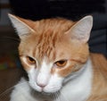 Close-up Portrait of Ginger Tomcat. Front view