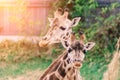 Close up portrait of giraffe camelopardalis in nature and zoo