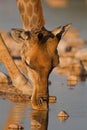 Close-up portrait of a Giraffe drinking